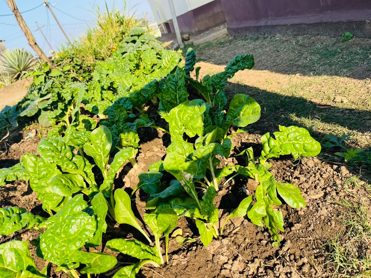 One Home One Garden programme photo 2