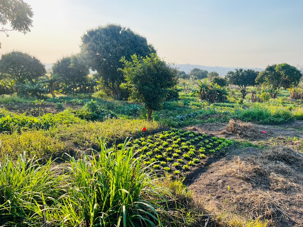 One Home One Garden programme photo 6