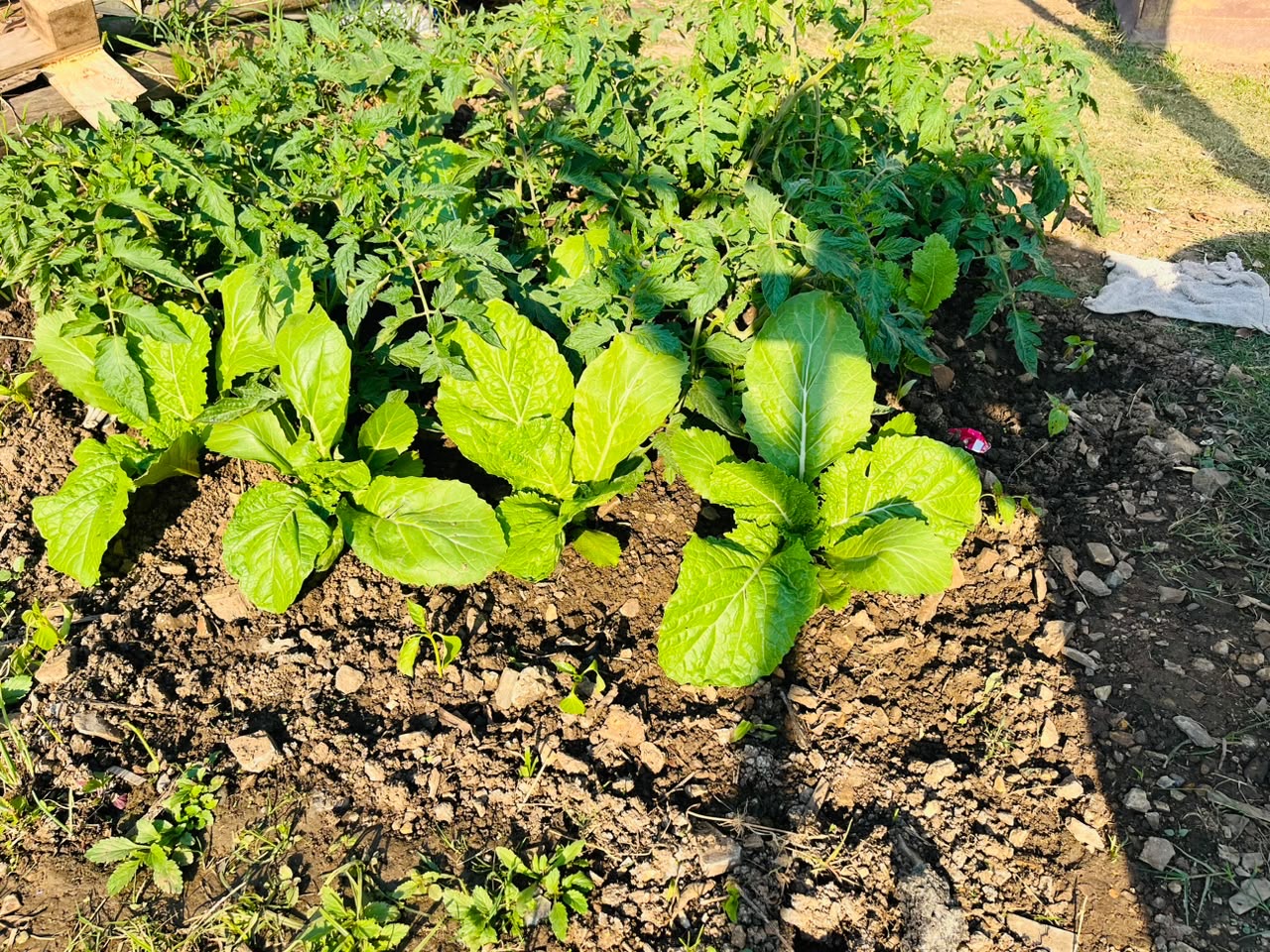 One Home One Garden programme photo 22